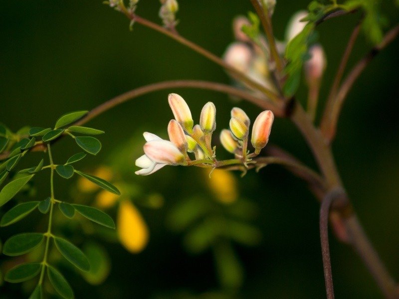 Moringa Öl | Moringa Oleifera Seed Oil