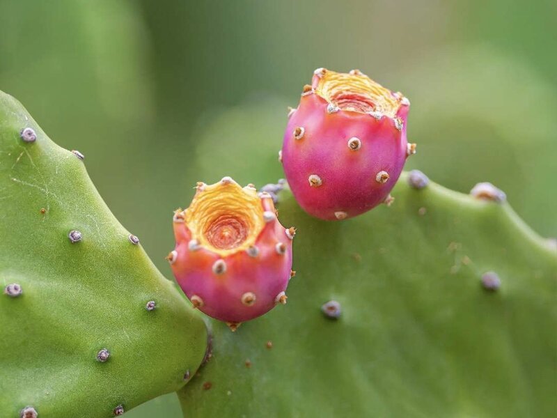 Kaktusfeigenwasser, Opuntia Ficus-Indica Stem Water.