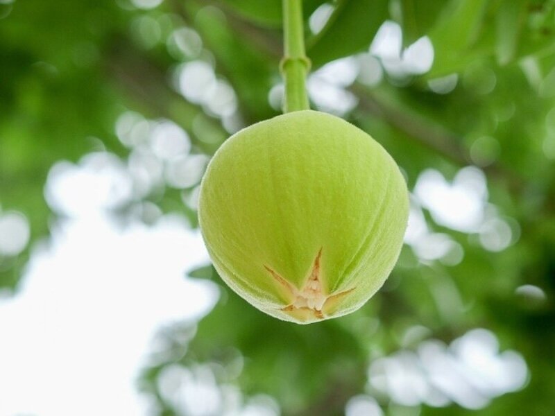 Baobab-Extrakt aus der Frucht des Baobab Baumes