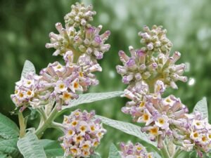 Buddleja Officinalis Flower Extract