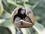 Cacay-Öl 6 Cacay-Öl, Kahai, Caryodendron Orinocense Seed Oil