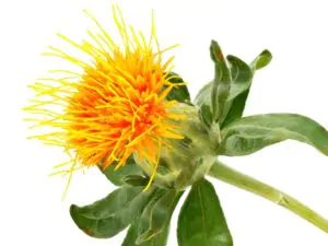 Die Blüte der Färberdistel mit ihren gelben Blütenblättern. Die Blüte der Färberdistel besticht durch ihre charakteristischen gelben Blütenblätter.