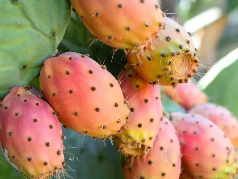 Kaktusfeigenkernöl 2 Kaktusfeigenkernöl - Opuntia Ficus Indica Seed Oil
