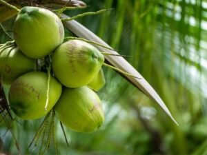 Kokosöl Cocos Nucifera (Coconut) Oil