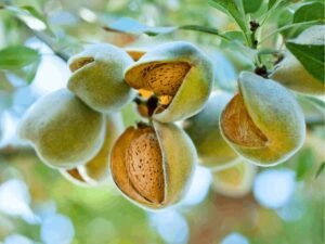 Süßes Mandelöl, Prunus Amygdalus Dulcis (Sweet Almond)