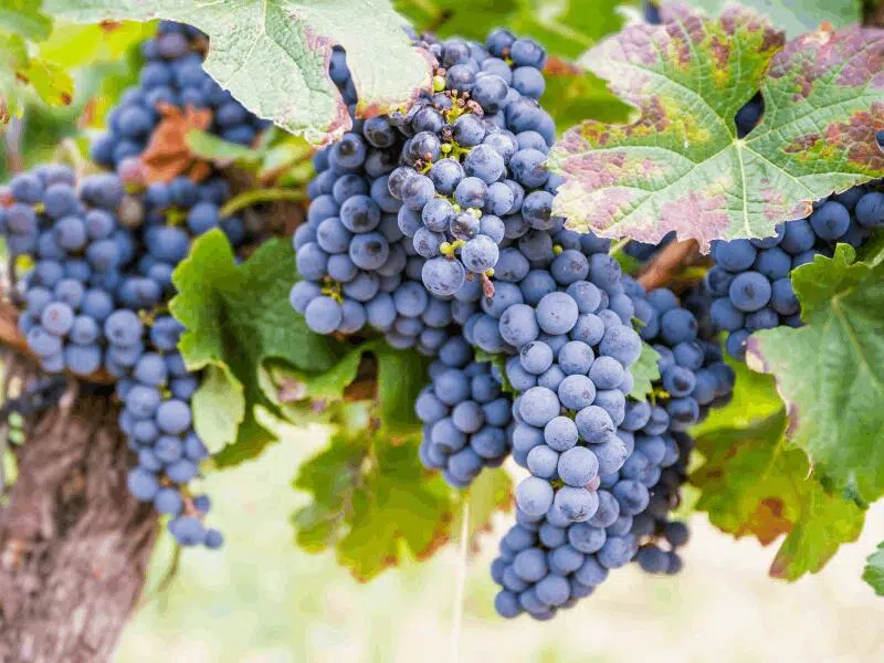 Resveratrol 1 Resveratrol aus den roten Weintrauben.