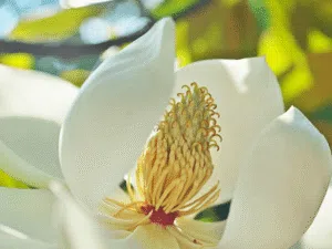 Magnolienextrakt